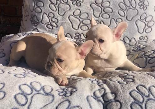 Franse bulldog pups, Dieren en Toebehoren, Honden | Bulldogs, Pinschers en Molossers, Meerdere dieren, Bulldog, Fokker | Professioneel