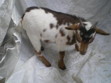 Prachtig mini-dwerggeitje (bokje) te koop, Mâle, Chèvre, 0 à 2 ans