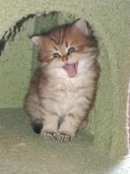 Kittens British korthaar silver black shaded., Dieren en Toebehoren, Kater, Gechipt, 0 tot 2 jaar