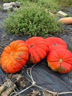 Bio pompoenen, Ophalen