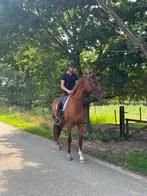 Dressuurpaard/ Familiepaard, Dieren en Toebehoren, Paarden, Merrie, ZZ, Gechipt, Dressuurpaard