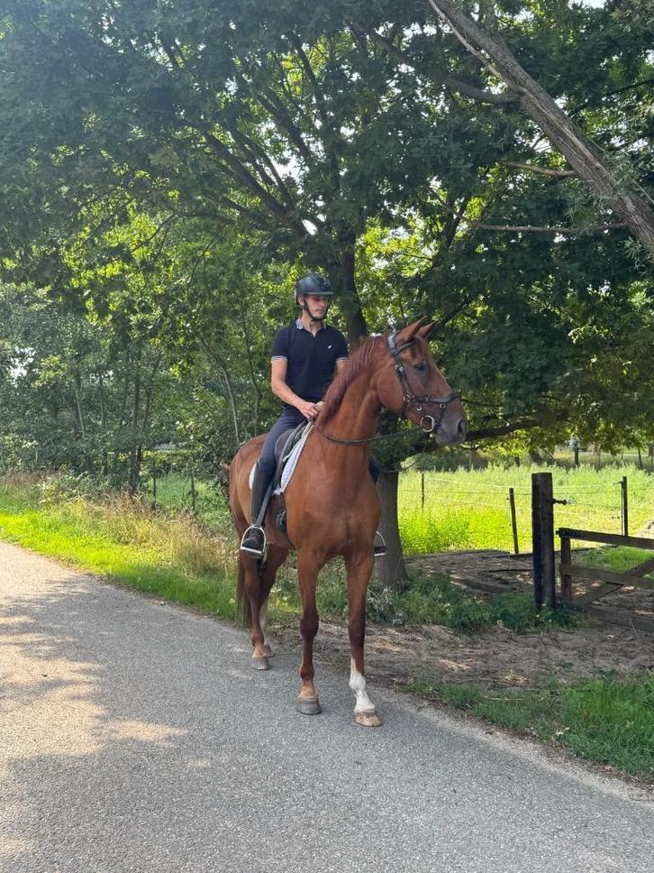 Dressuurpaard/ Familiepaard, Dieren en Toebehoren, Paarden, Merrie, ZZ, 170 tot 175 cm, Dressuurpaard, Met stamboom, Gechipt, Ontwormd