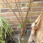 wilgentakken, Tuin en Terras, Ophalen