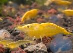 Gele Neon Neocaridina garnalen, Dieren en Toebehoren, Ophalen