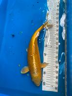 40 cm goud gele koi, Dieren en Toebehoren, Vissen | Vijvervissen