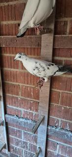 9 duiven te koop, Dieren en Toebehoren