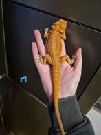 Jonge Baardagaam – Hypo morph (lichte oranje tint), Dieren en Toebehoren