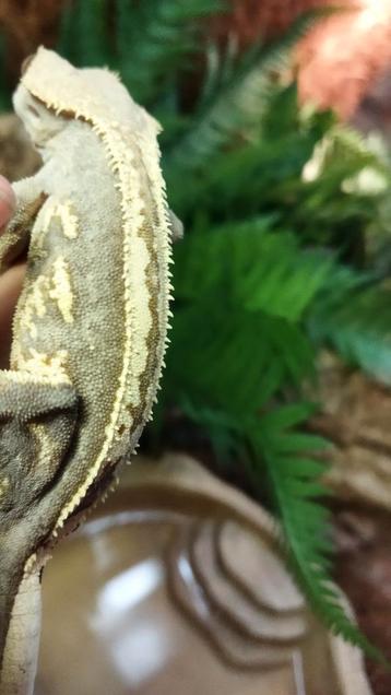 Super stripe vrouw wimpergekko  beschikbaar voor biedingen