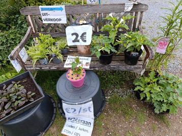 Graslelies, struiken, sierfruitplanten, boompjes, ijzerkruid beschikbaar voor biedingen