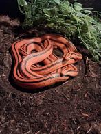 1.1 Oreocryptophis porphyraceus coxi, Animaux & Accessoires, Reptiles & Amphibiens, Serpent, 3 à 6 ans