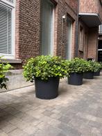 XXL Klimop plant in grote bloembak - 2 stuks, Tuin en Terras, Planten | Struiken en Hagen, Ophalen, Overige soorten, Struik, Minder dan 100 cm