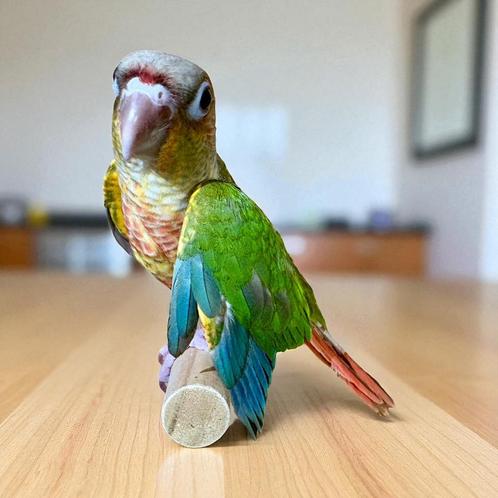 Jonge vrouwelijke EAM Molina's parkiet (Pyrrhura), Dieren en Toebehoren, Vogels | Parkieten en Papegaaien, Vrouwelijk, Tam, Geringd