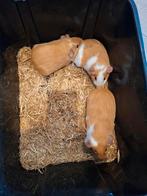 3 bonte cavia broers 10 euro samen, Dieren en Toebehoren, Oktober, Meerdere dieren, Cavia
