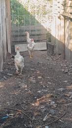 O'shamo, Dieren en Toebehoren