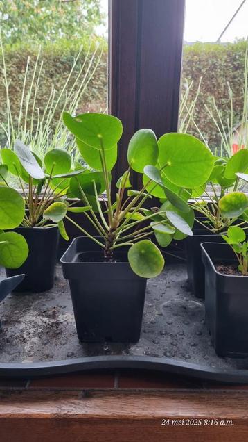 Pannenkoekenplant beschikbaar voor biedingen