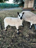 Kerry Hill bokje 2025, Dieren en Toebehoren, Mannelijk, Schaap, 0 tot 2 jaar