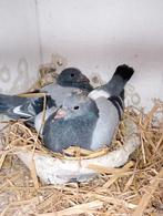 Koppel jongen !!!2026 !!!!, Dieren en Toebehoren, Vogels | Duiven