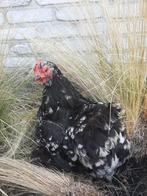 Cochin krielen, Dieren en Toebehoren