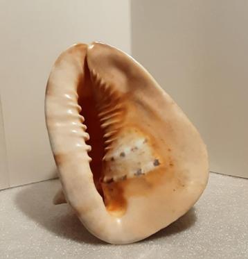 Prachtige grote Helm schelp beschikbaar voor biedingen