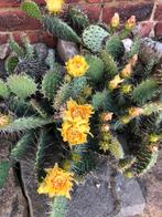 Winterharde cactussen - opuntia, Tuin en Terras, Ophalen