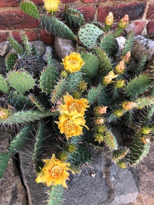 Winterharde cactussen - opuntia, Tuin en Terras, Planten | Tuinplanten, Ophalen