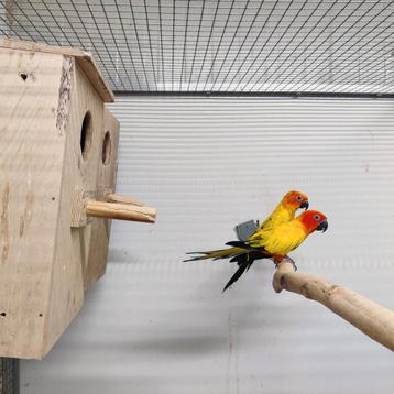 2 zonparkiet mannen beschikbaar voor biedingen