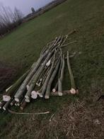 Wilgen hout  te koop