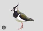 Europese kievit, Dieren en Toebehoren, Meerdere dieren, Geringd
