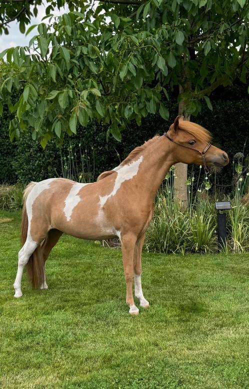 Amerikaans miniatuurpaard merrie, Dieren en Toebehoren, Pony's, Merrie, 0 tot 2 jaar, Met stamboom, Gechipt, Ontwormd, Ingeënt