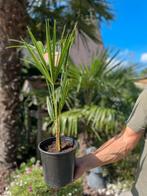 Te koop: Palmboompjes, Tuin en Terras, Planten | Tuinplanten, Zomer, Vaste plant, Overige soorten, Ophalen