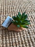 AquaDistri – Repto Plant Aloes NIEUW, Ophalen of Verzenden, Nieuw, Tak, Plant, Rots of Steen