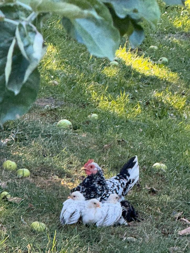 Poulets Chabo à vendre, Animaux & Accessoires, Volatiles