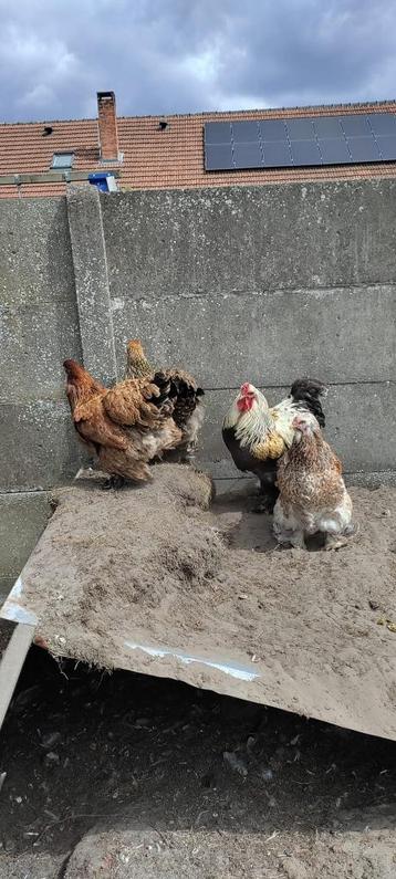 Brahma kippen, 3 hennen 1 haan beschikbaar voor biedingen