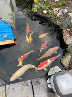 6 koi