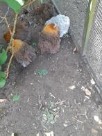 Cochin goudpatrijs, Dieren en Toebehoren