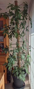 Kamerplant, Ophalen