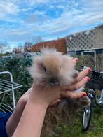 Dwergkonijn 2 Ella en Bella, Dieren en Toebehoren, België, Particulier, Overige rassen, 8 tot 15 weken