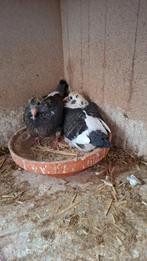 6 jonge duiven geringd klaar om gespeend te worden, Dieren en Toebehoren