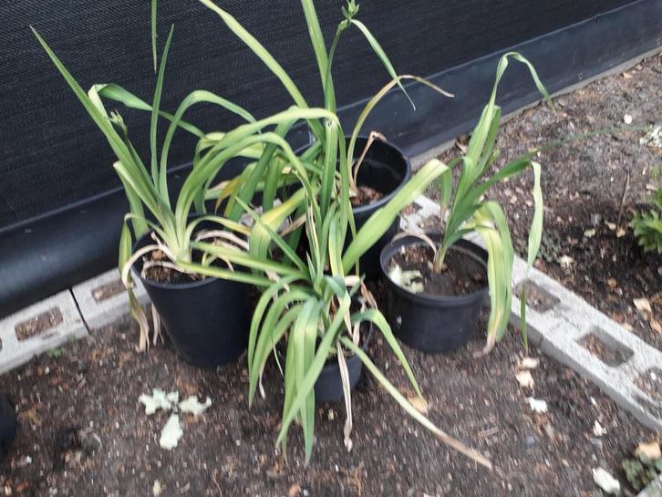 Oranje lelies of hemerocalis, Tuin en Terras, Planten | Tuinplanten, Ophalen