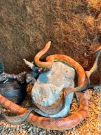 prachtige vrouwelijke slang met (terrarium is 80h/62), Dieren en Toebehoren, Reptielen en Amfibieën | Toebehoren, Ophalen