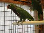 amazone, Dieren en Toebehoren, Vogels | Parkieten en Papegaaien