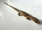 Opgezette oude kaaiman, krokodil - taxidermie, Collections, Collections Animaux, Enlèvement ou Envoi, Utilisé, Reptile ou Amphibien