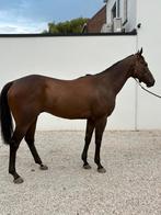 Sjieke ruin 5 jaar bomproof, Dieren en Toebehoren, Paarden, Ruin, Ontwormd