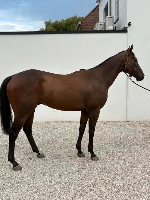 Sjieke ruin 5 jaar bomproof, Dieren en Toebehoren, Paarden, Ruin, Ontwormd