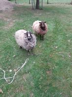 Schapen, Vrouwelijk, Schaap, 3 tot 5 jaar