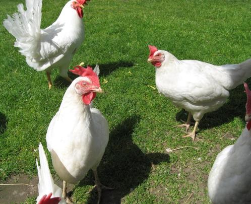 Broedeieren van witte leghorn, Dieren en Toebehoren, Pluimvee