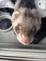 Fret, Dieren en Toebehoren, Overige Dieren, Juni, Mannelijk