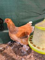 Brahma hen Columbia buff blauw ., Dieren en Toebehoren