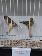 Kanaries, Dieren en Toebehoren