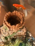 Poisson rouge Poisson rouge, Poisson, Poisson d'eau douce